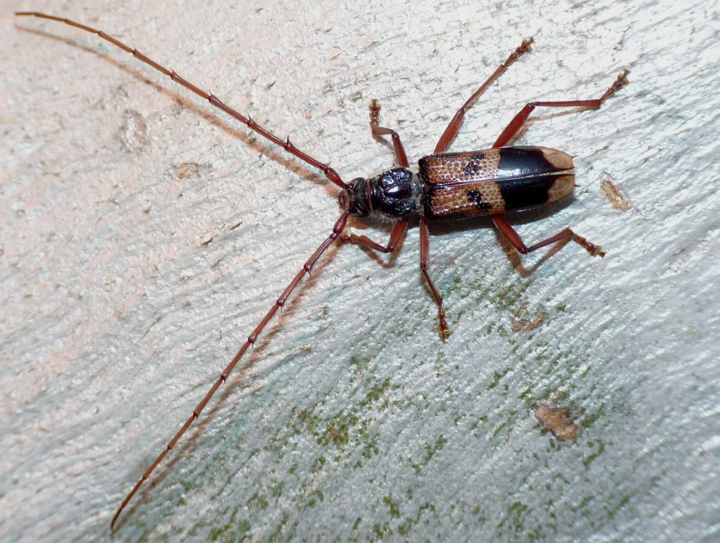 Phoracantha recurva